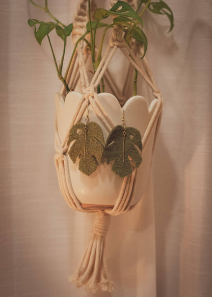 A pair of Jade Monstera Felt Earrings hanging from a happy potted Monstera Deliciosa